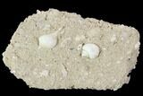 Eocene Fossil Gastropods (Globularia & Sycostoma) - Damery, France #103852-1